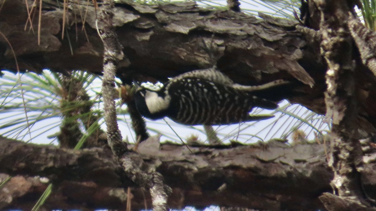 Red-cockaded Woodpecker - ML647097554