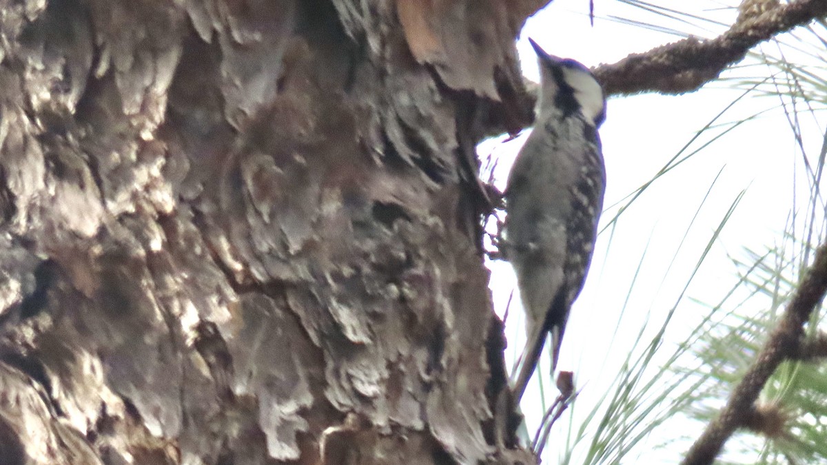 Red-cockaded Woodpecker - ML647097555