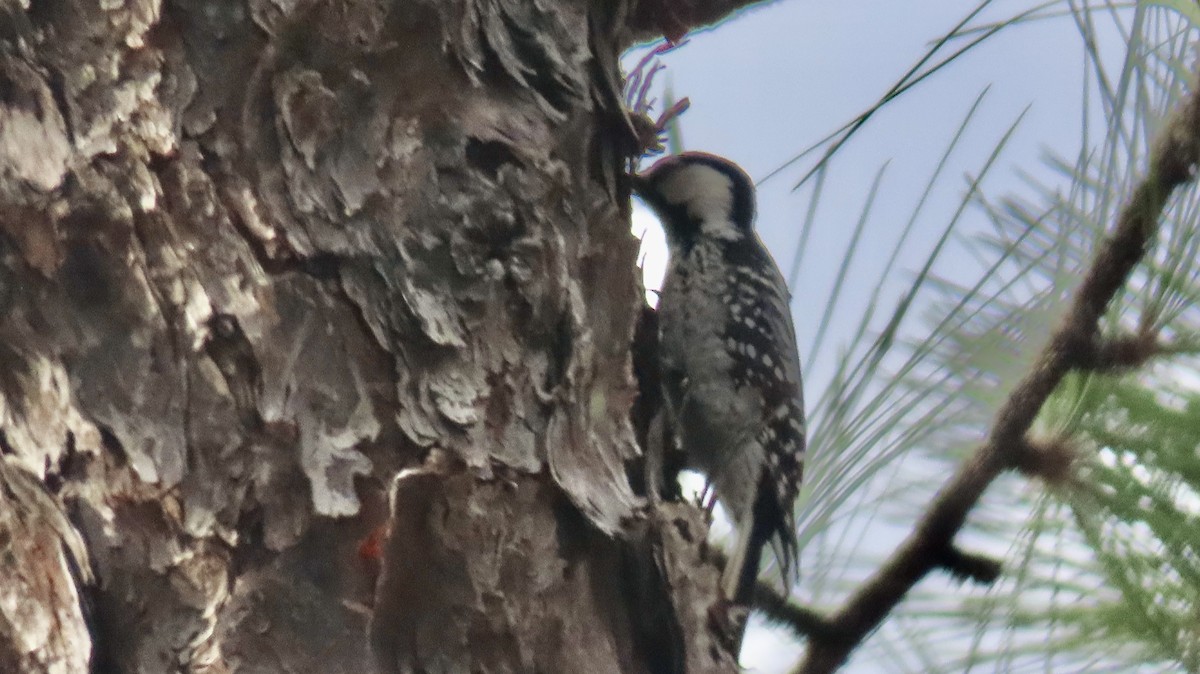 Red-cockaded Woodpecker - ML647097556