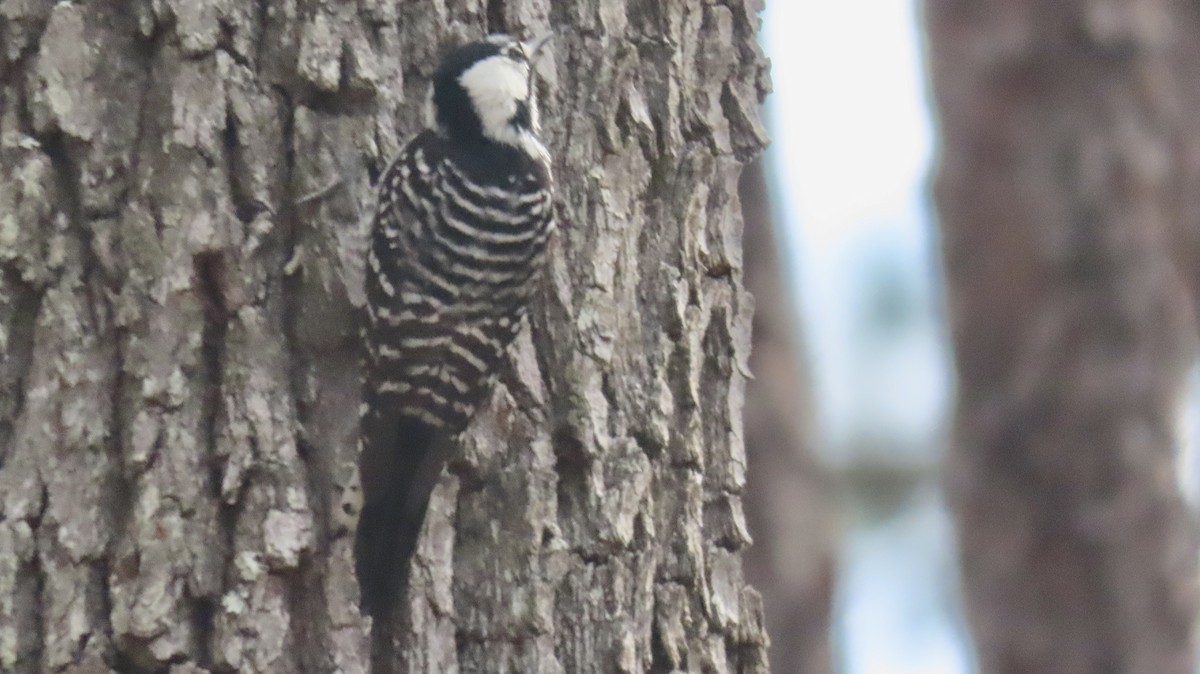 Red-cockaded Woodpecker - ML647097557