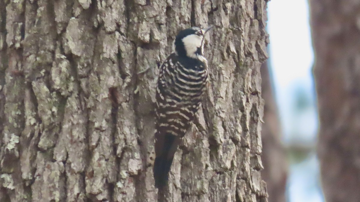 Red-cockaded Woodpecker - ML647097558