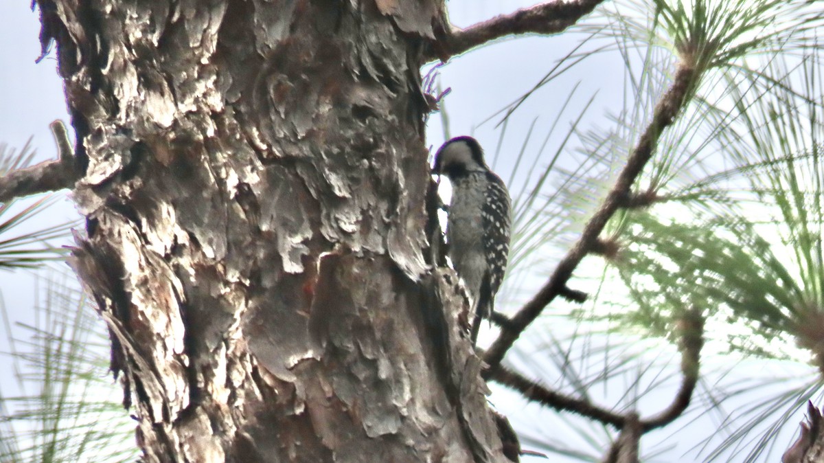 Red-cockaded Woodpecker - ML647097559