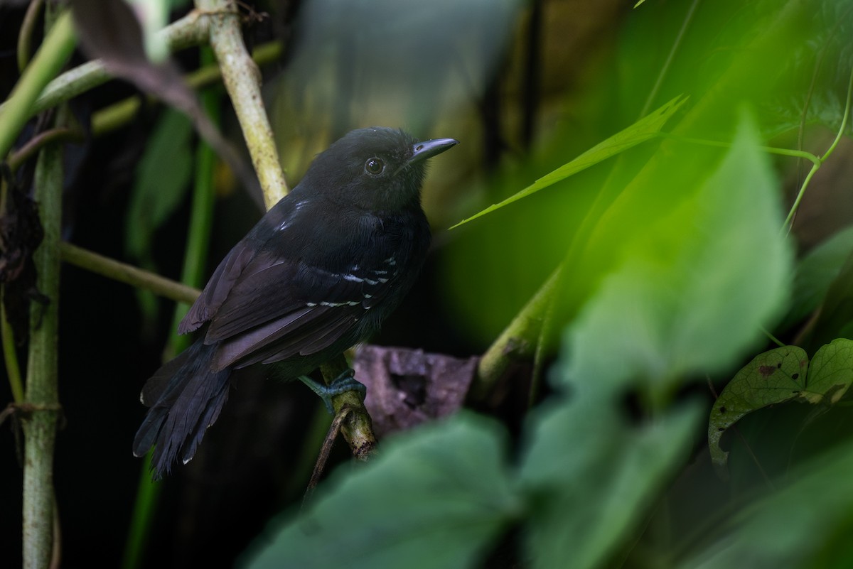 Dusky Antbird - ML647097564