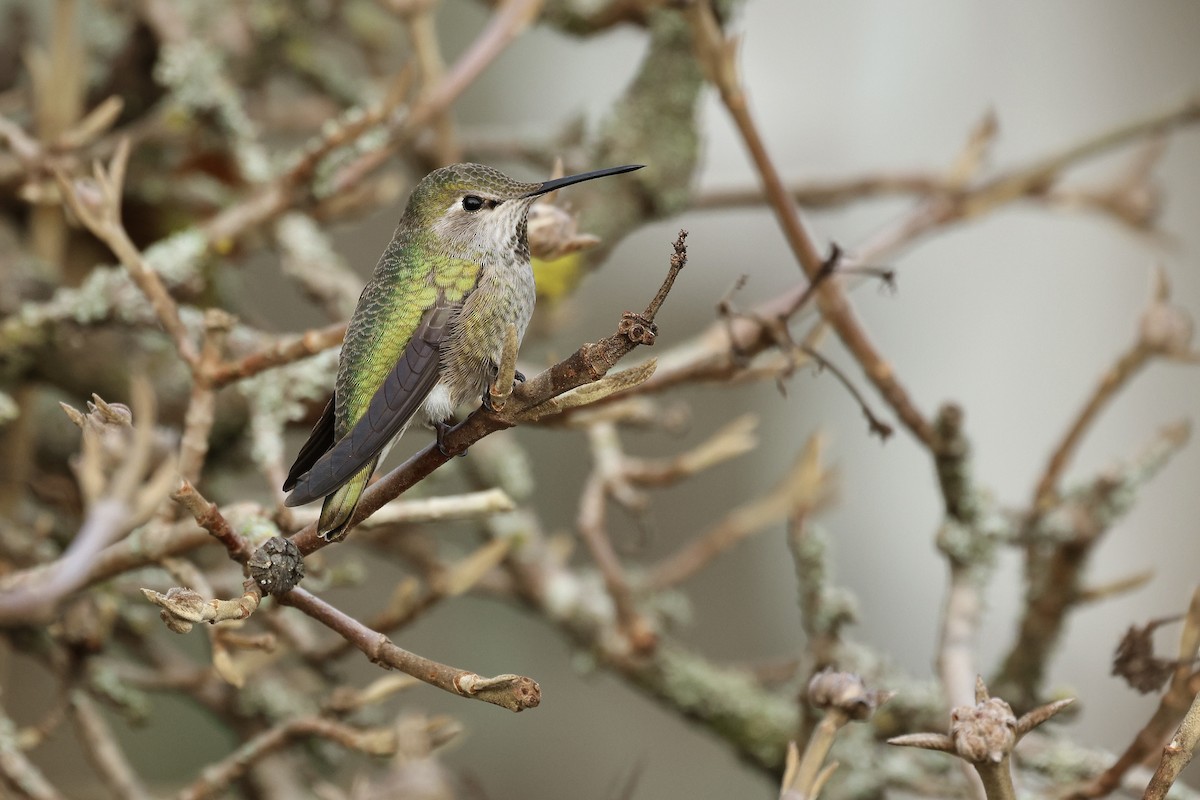 kalypta růžovohlavá - ML647097579