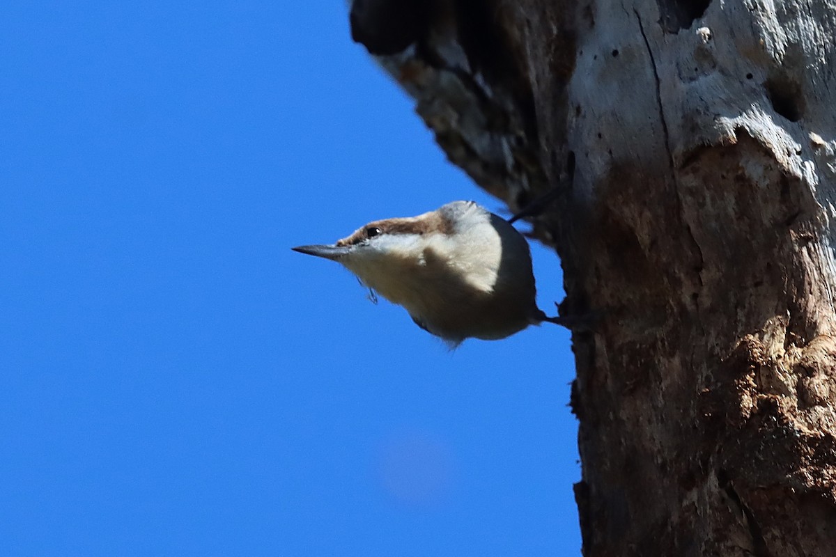 Sittelle à tête brune - ML647097582