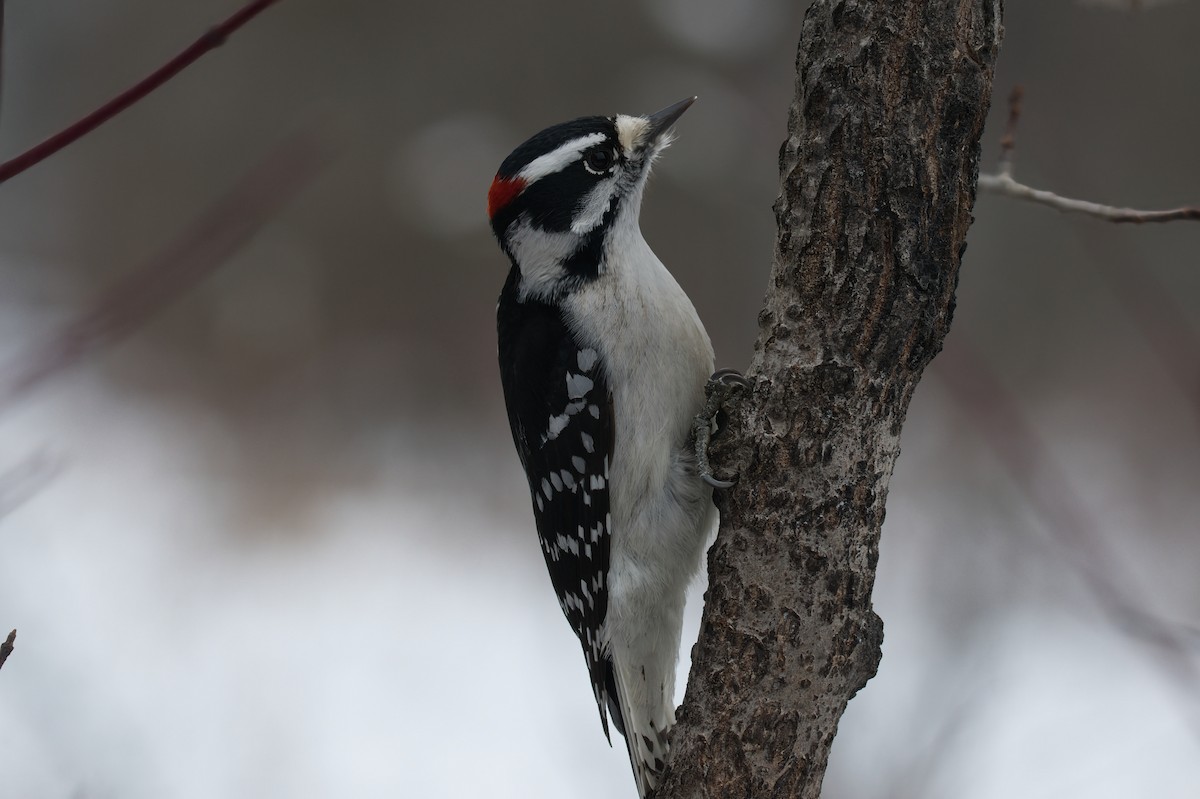 Downy Woodpecker - ML647097586