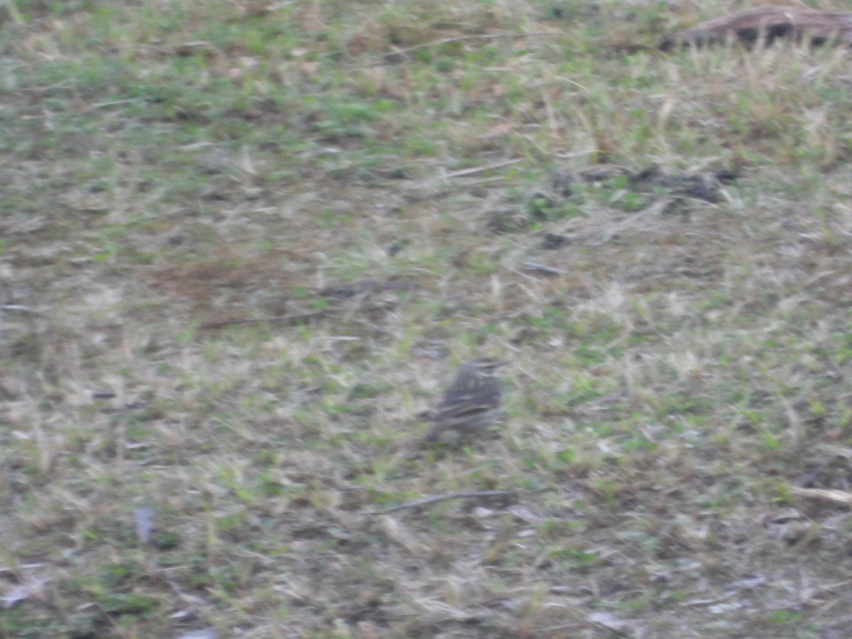 Rosy Pipit - ML647097587