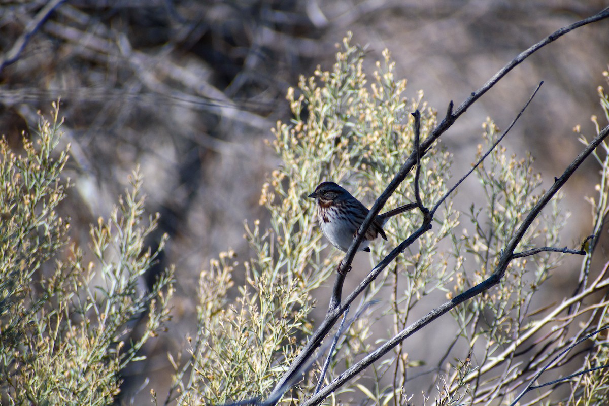 Song Sparrow - ML647097592