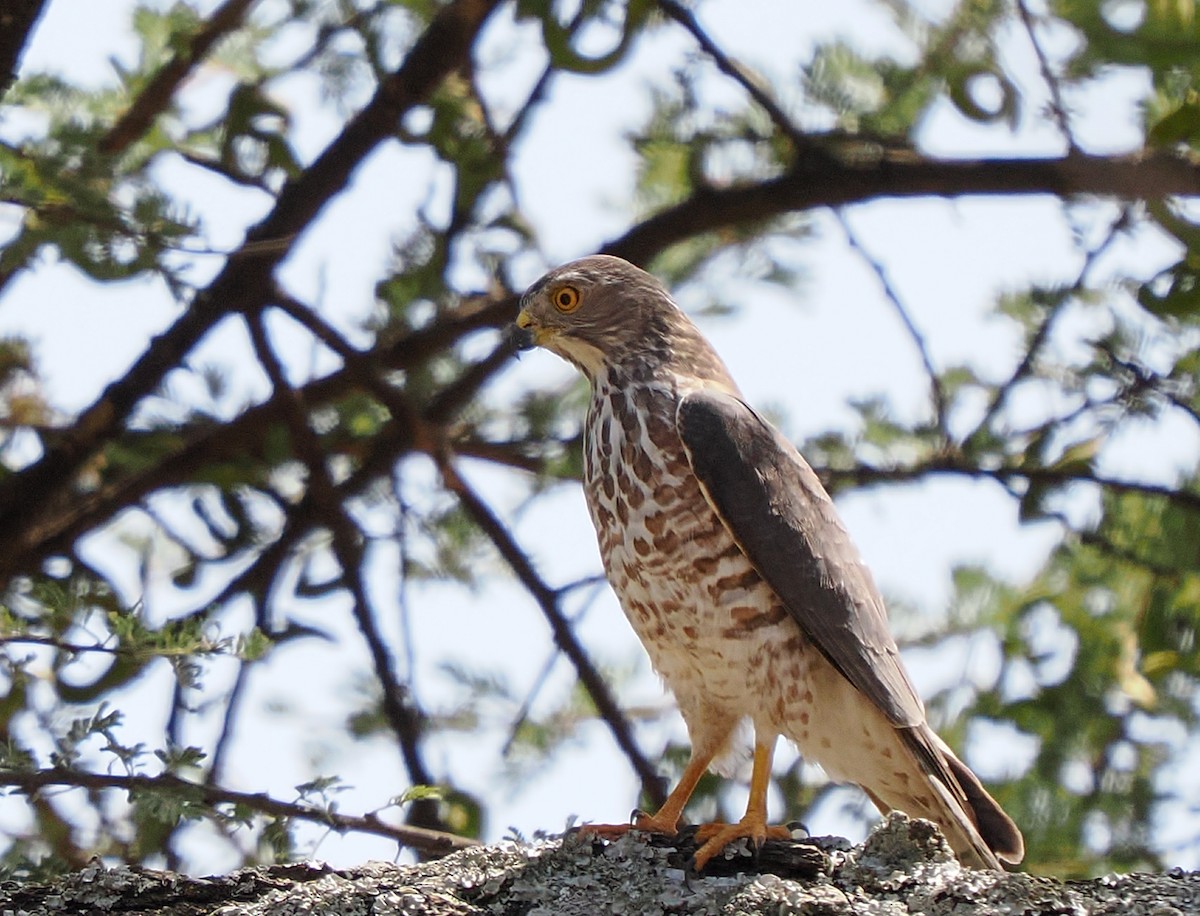 נץ הים הכספי - ML647097595