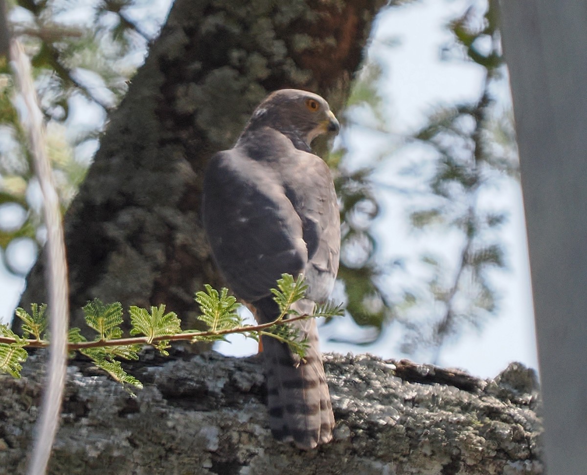 נץ הים הכספי - ML647097596