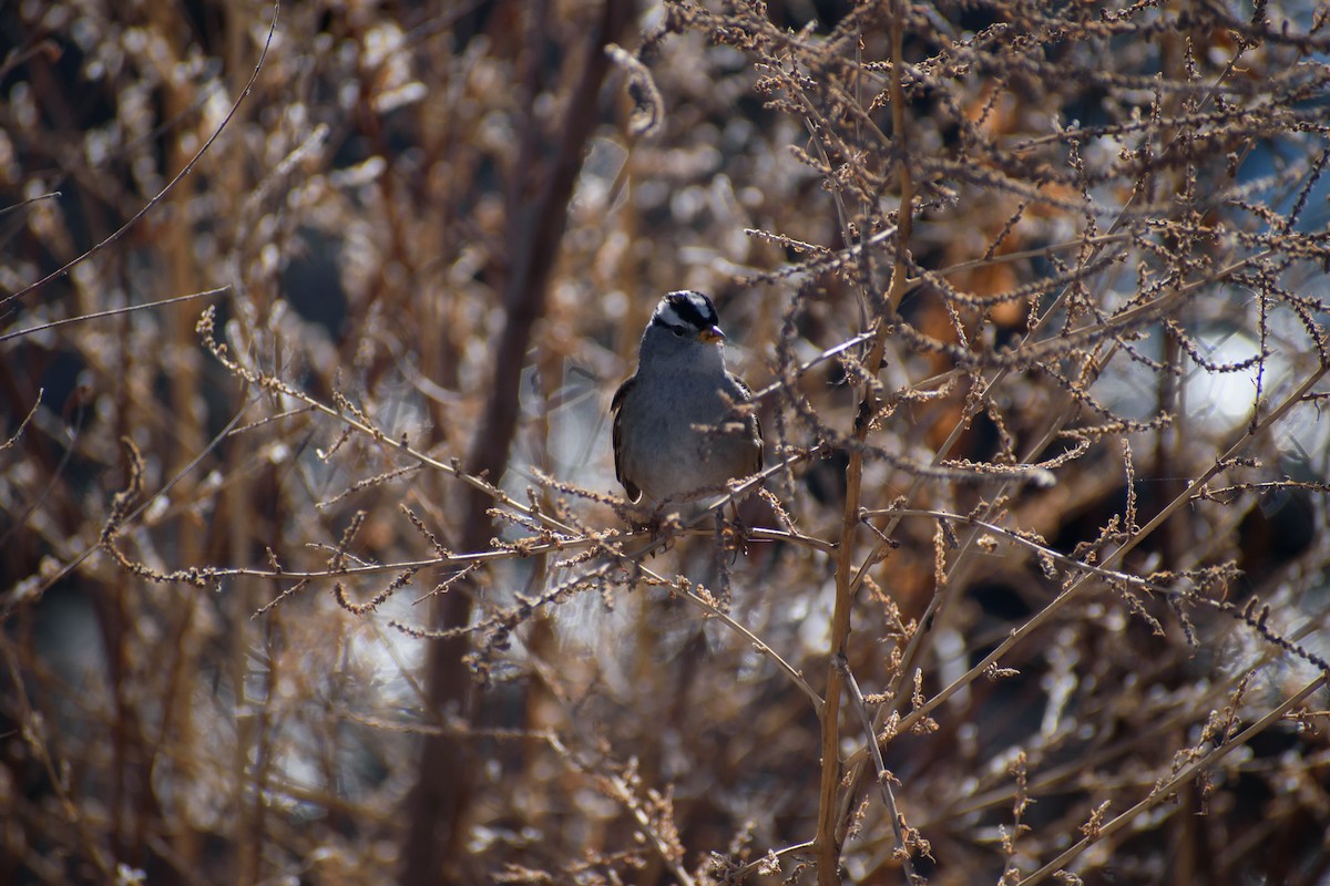White-crowned Sparrow - ML647097597