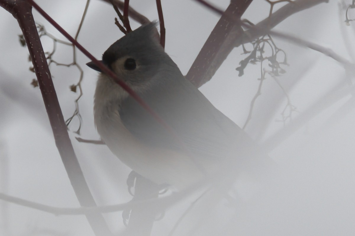 Tufted Titmouse - ML647097598