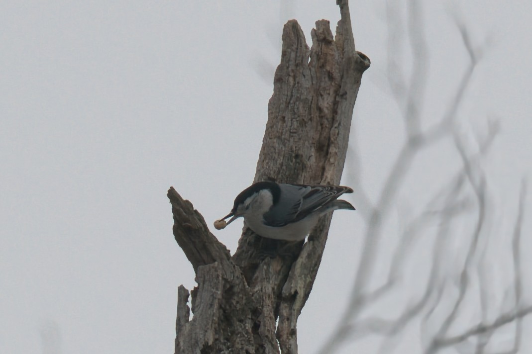 White-breasted Nuthatch - ML647097606