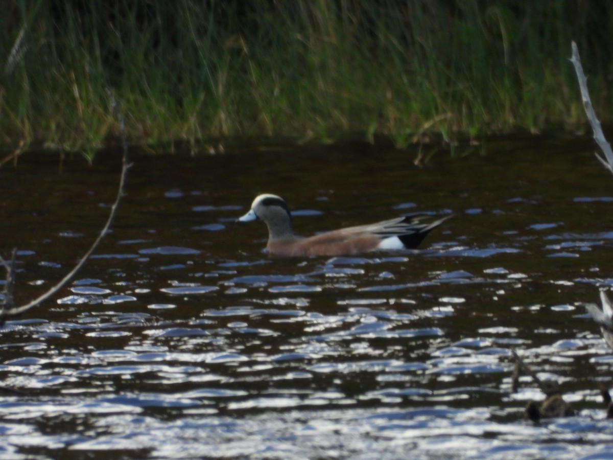 Ahate txistulari amerikarra - ML647097608