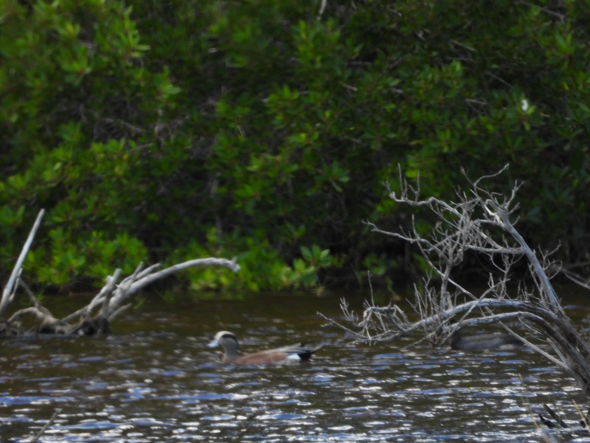 Ahate txistulari amerikarra - ML647097609