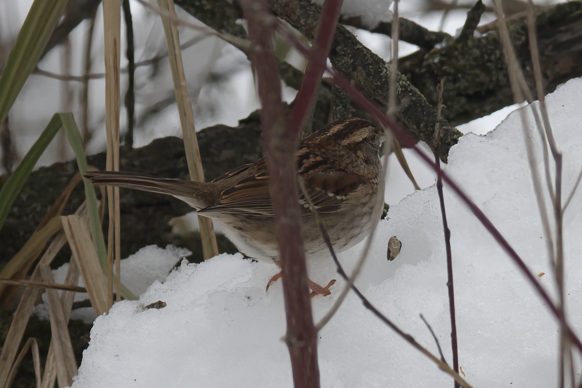 White-throated Sparrow - ML647097616