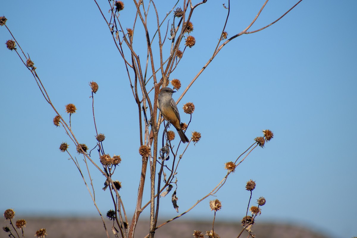 Say's Phoebe - ML647097621