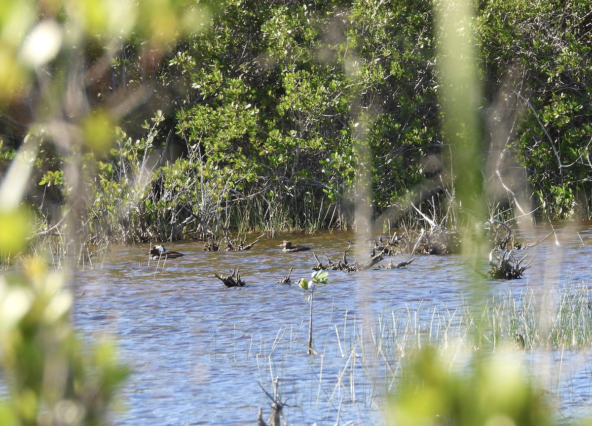 Крех жовтоокий - ML647097627