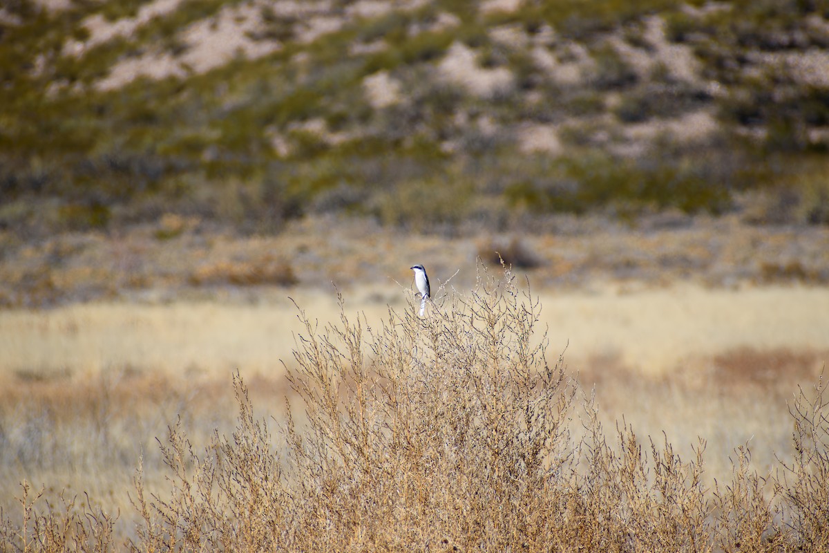 Loggerhead Shrike - ML647097632