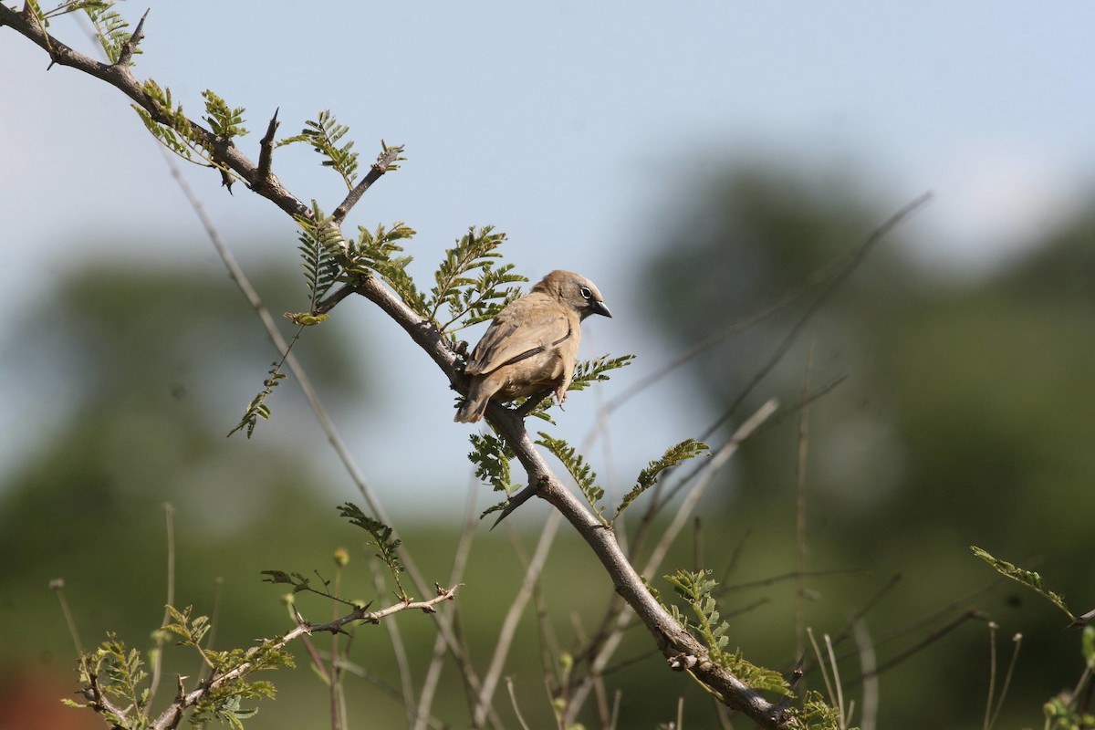 Gray-capped Social-Weaver - ML647097634