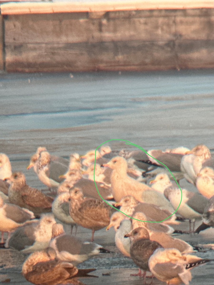 Gavión Hiperbóreo - ML647097639