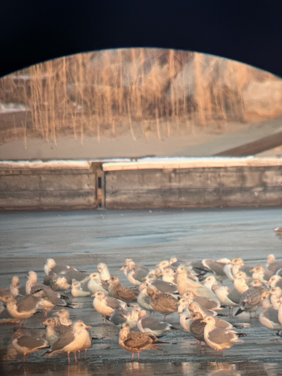 Gavión Hiperbóreo - ML647097640