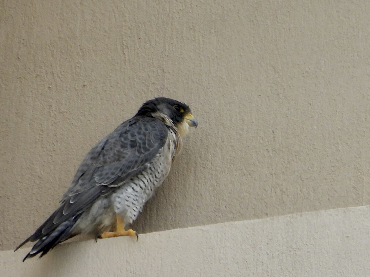 Peregrine Falcon - ML647097645