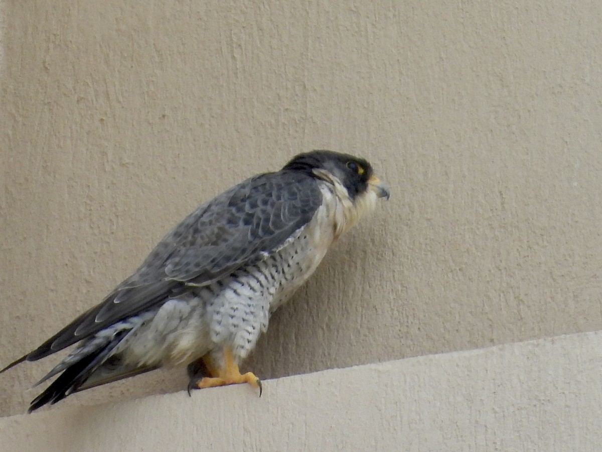 Peregrine Falcon - ML647097646