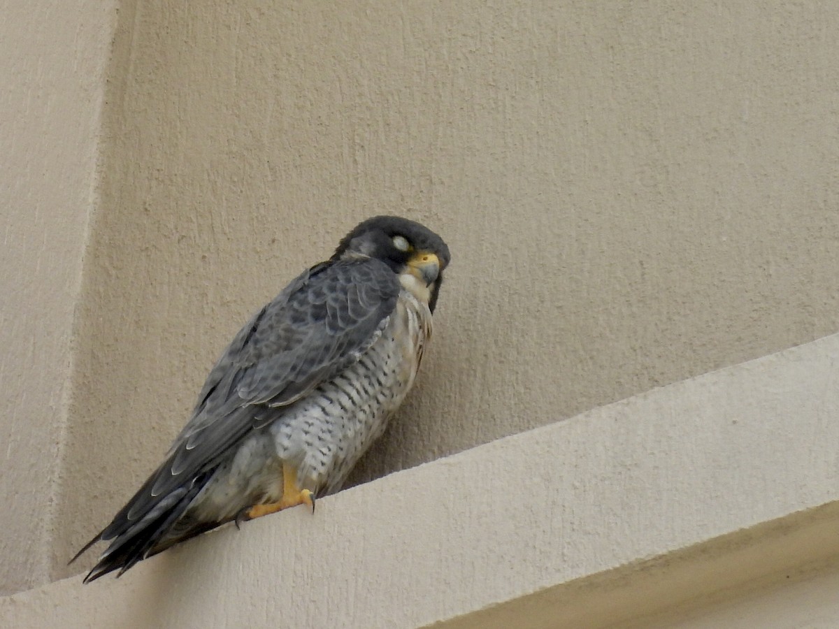 Peregrine Falcon - ML647097647