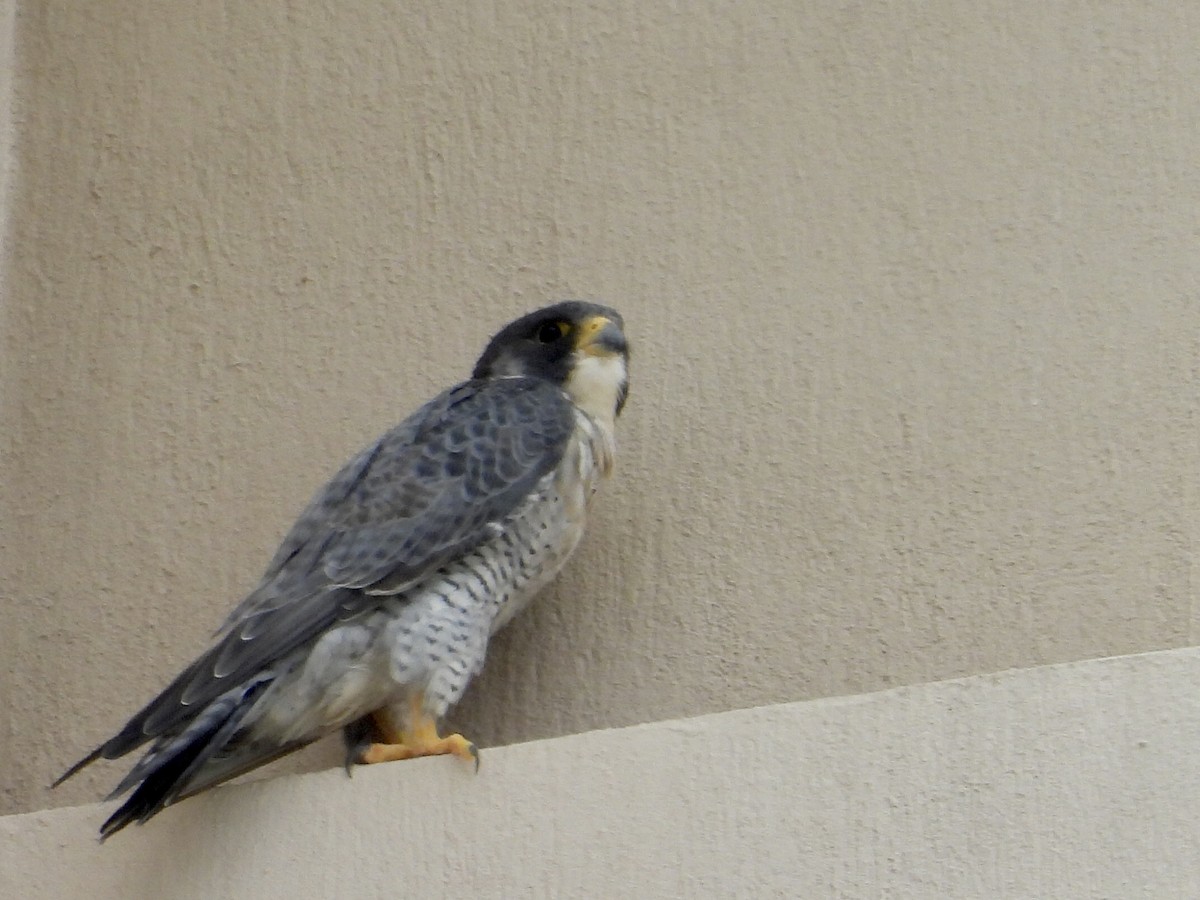 Peregrine Falcon - ML647097648