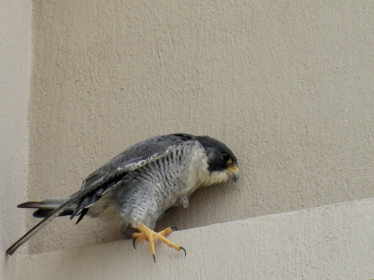 Peregrine Falcon - ML647097649