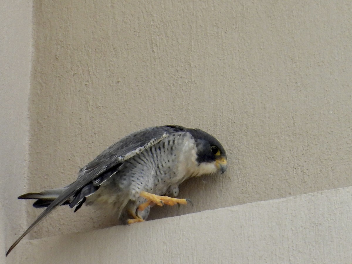 Peregrine Falcon - ML647097650
