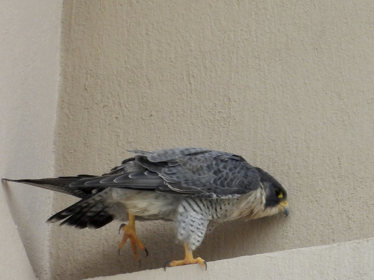 Peregrine Falcon - ML647097651