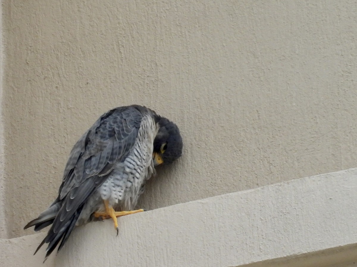 Peregrine Falcon - ML647097652