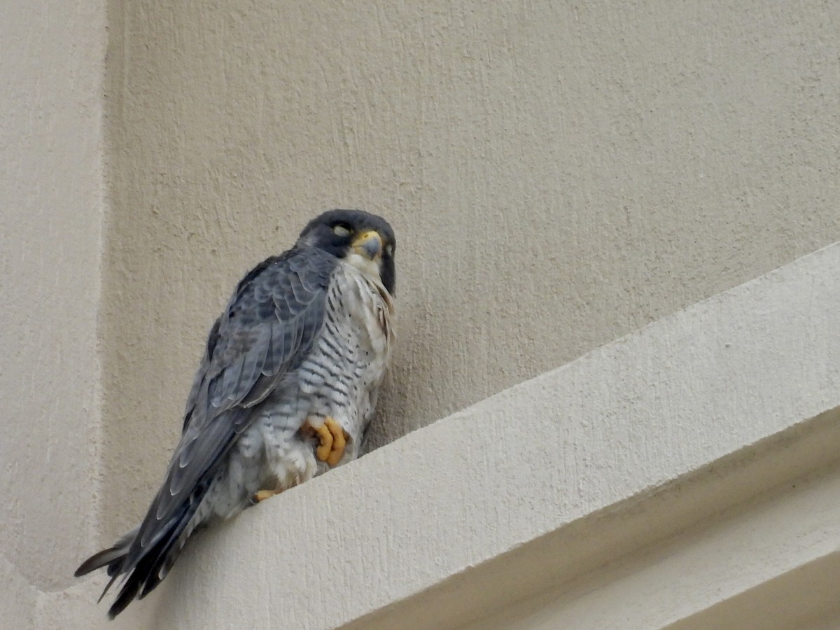 Peregrine Falcon - ML647097653