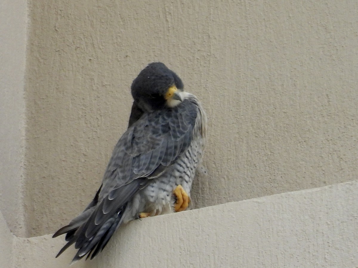 Peregrine Falcon - ML647097654