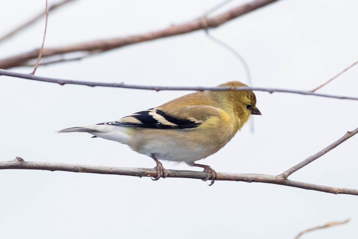 čížek žlutý - ML647097658