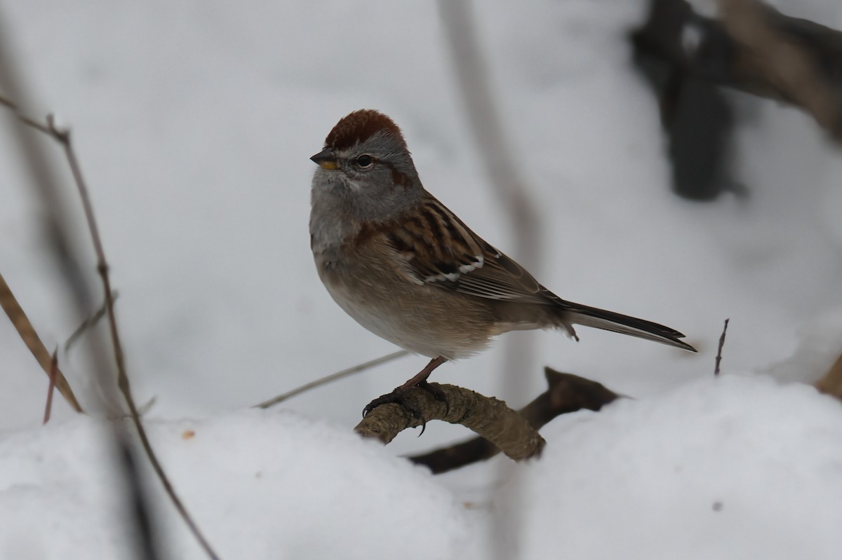 American Tree Sparrow - ML647097666