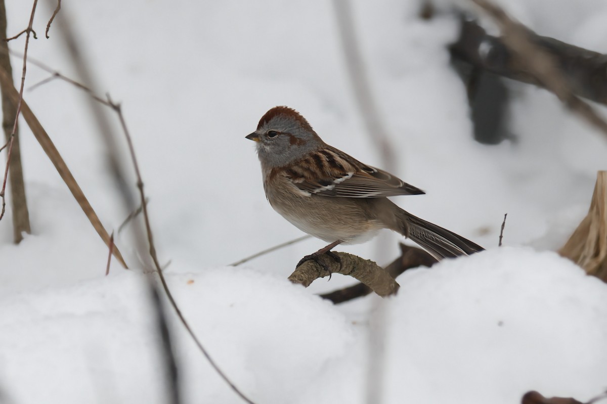 American Tree Sparrow - ML647097667