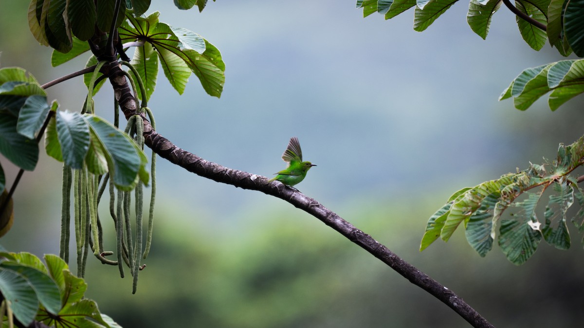 Green Honeycreeper - ML647097668