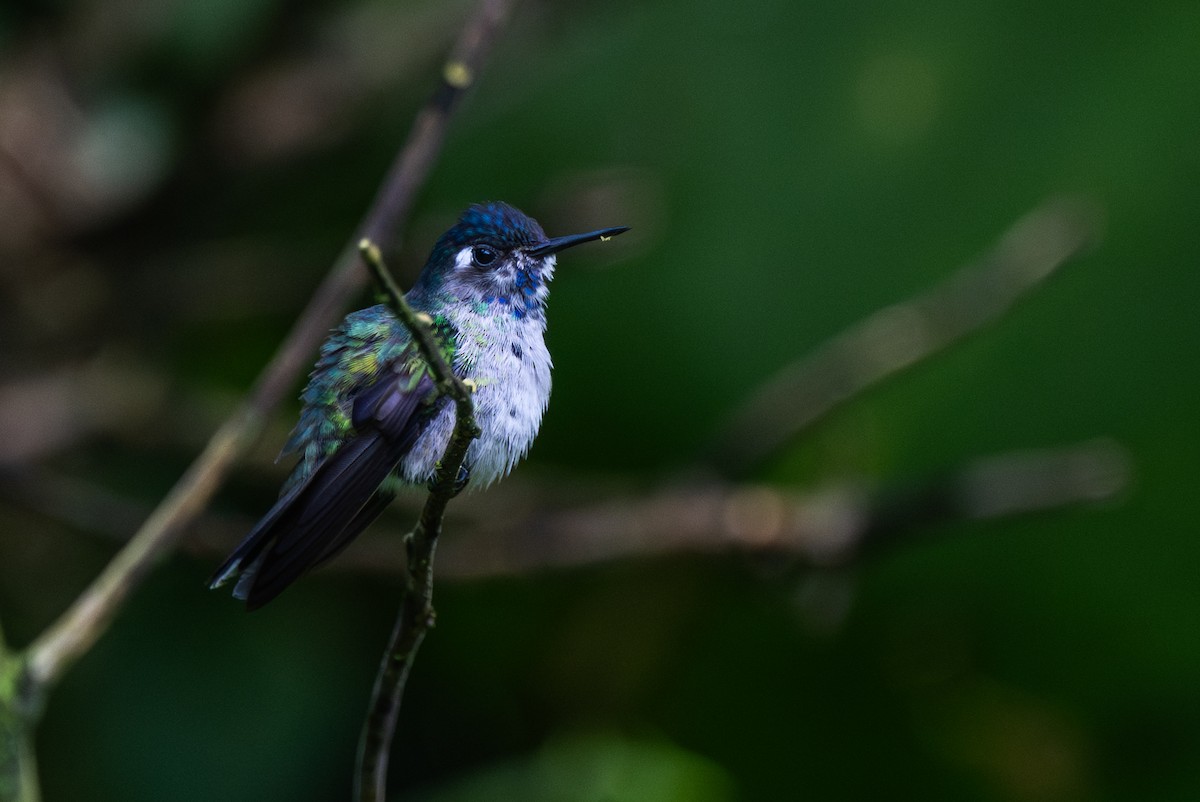 Violet-headed Hummingbird - ML647097674