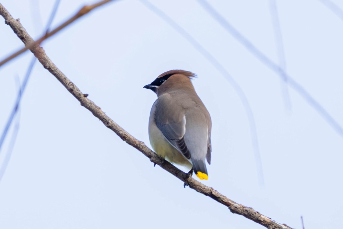 ヒメレンジャク - ML647097685