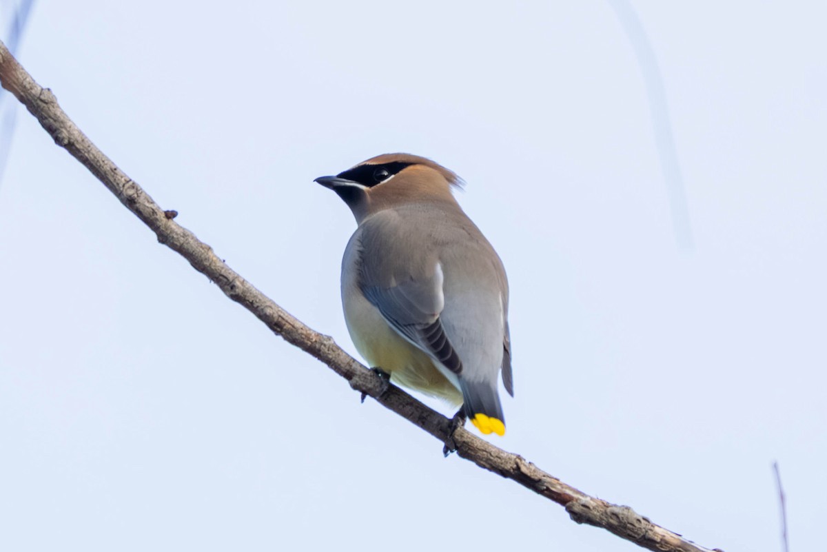 ヒメレンジャク - ML647097686