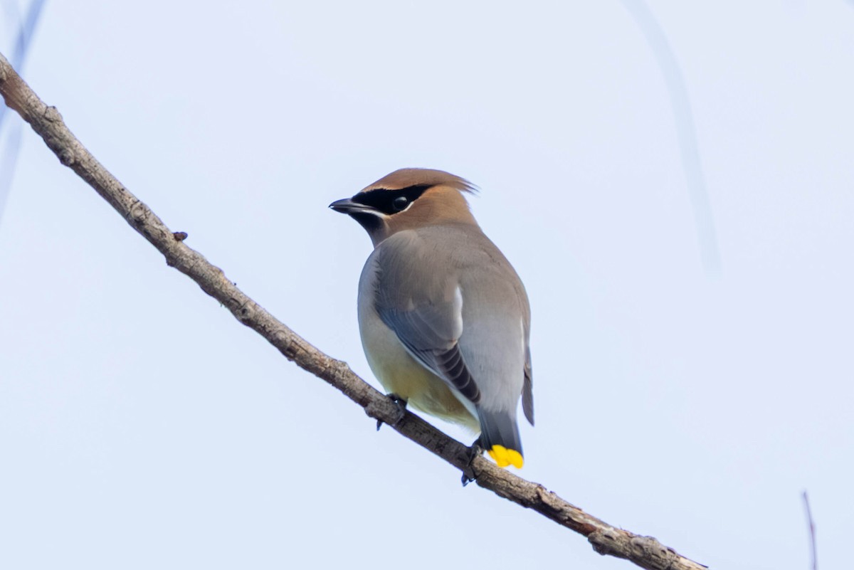 ヒメレンジャク - ML647097687