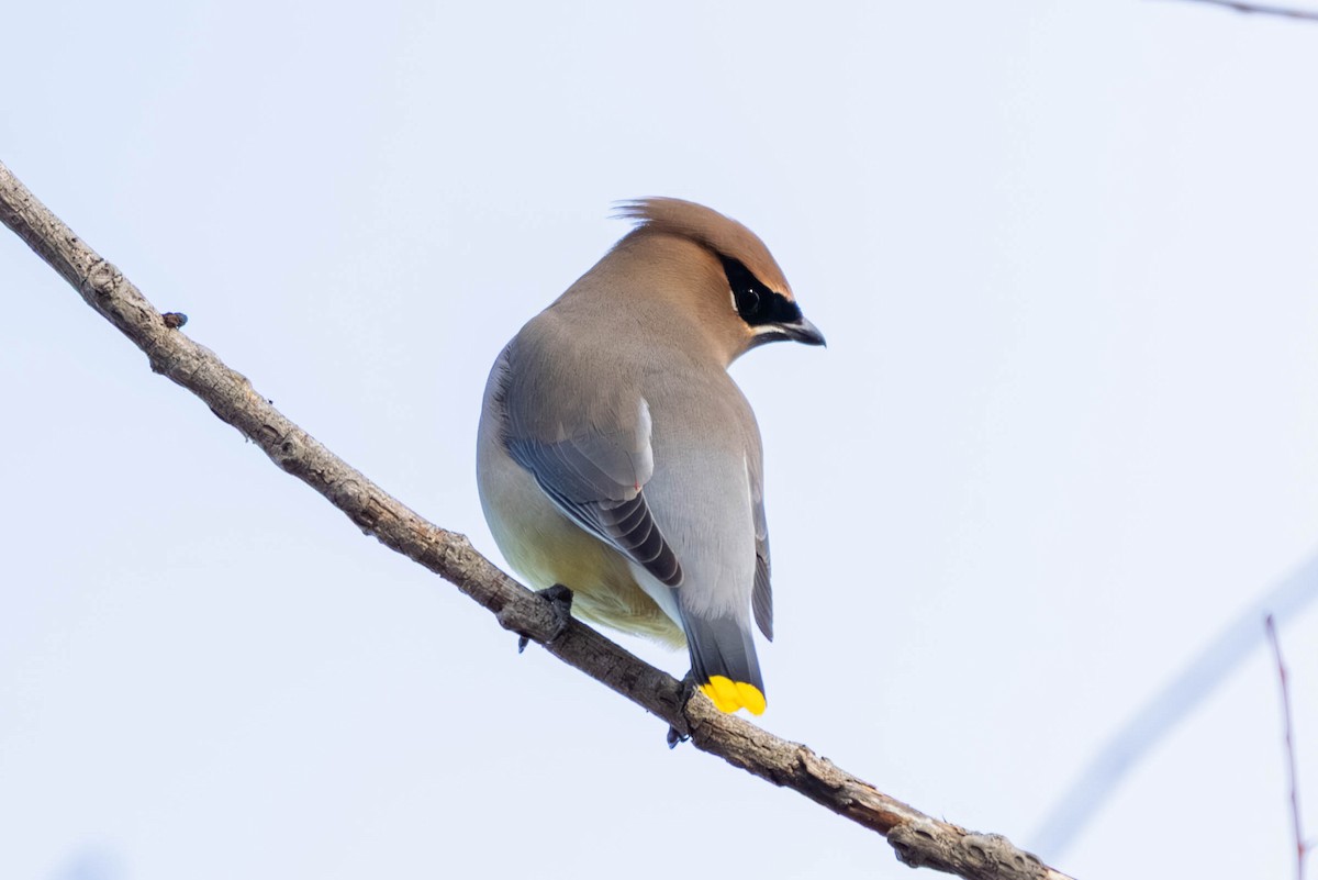 ヒメレンジャク - ML647097688