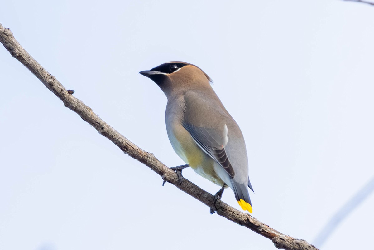 ヒメレンジャク - ML647097689