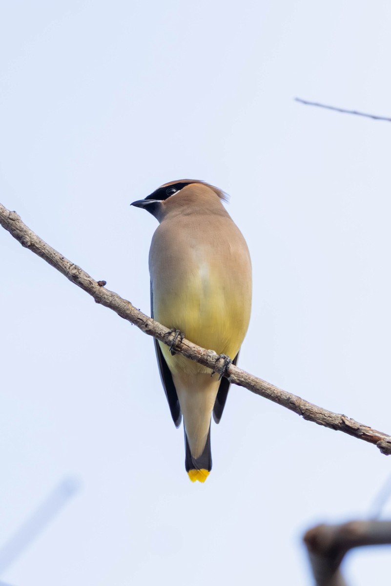 ヒメレンジャク - ML647097690