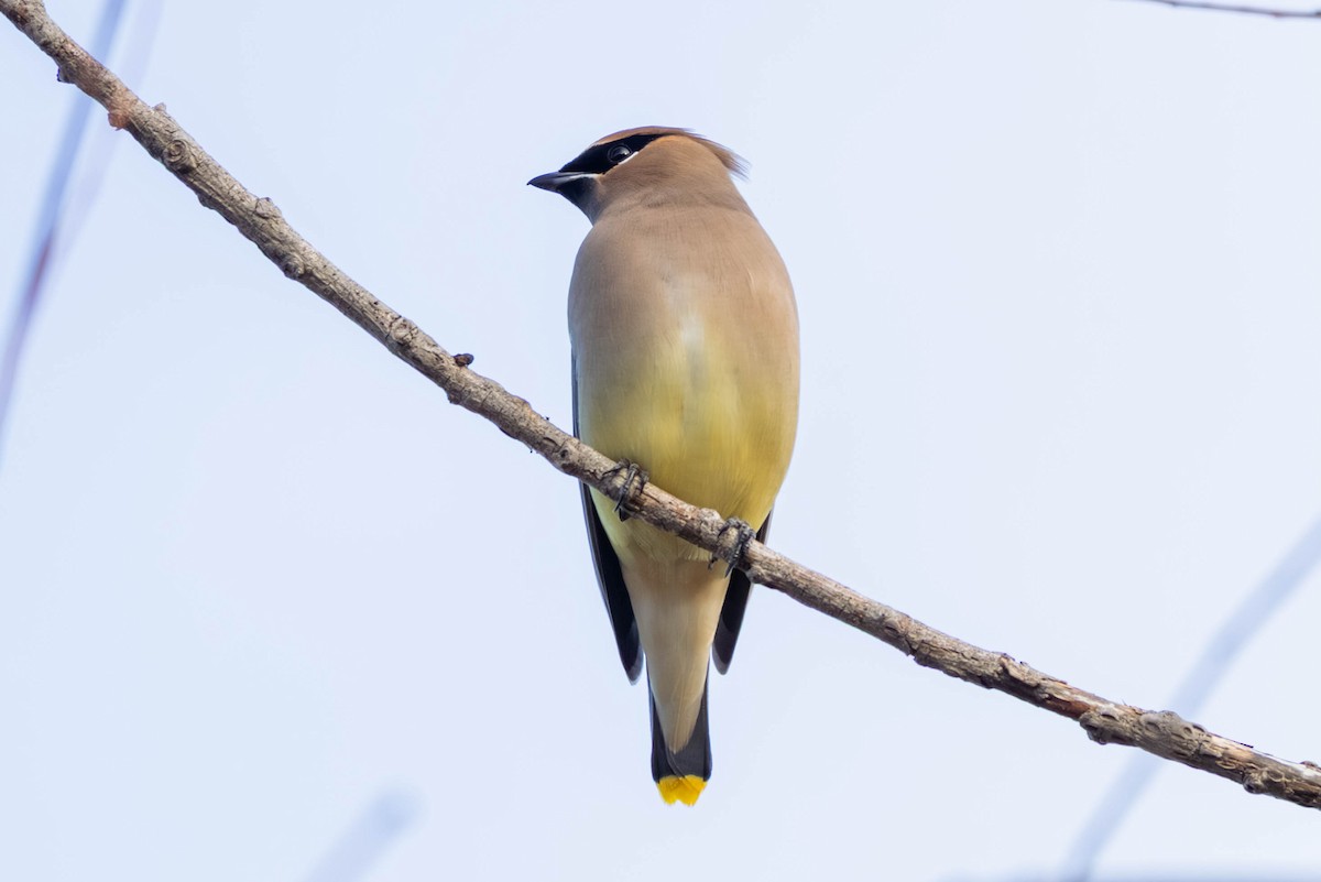 ヒメレンジャク - ML647097691