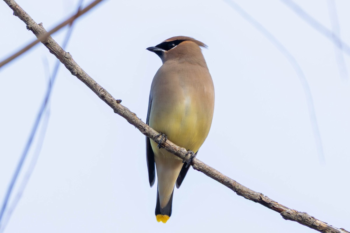 ヒメレンジャク - ML647097692