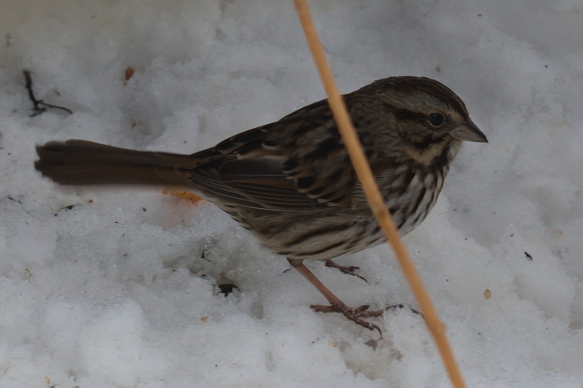 Song Sparrow - ML647097694